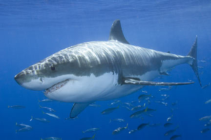 shark attacks 2011. The great white shark is only